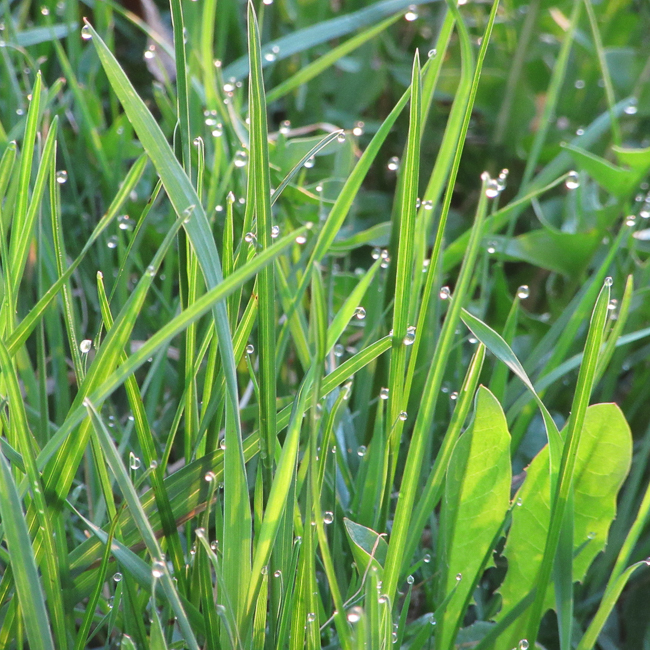 Nature-Early_Morning_Drops
