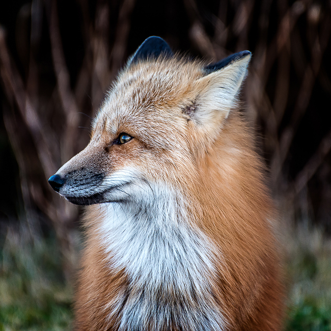 Nature-Mr._Fox
