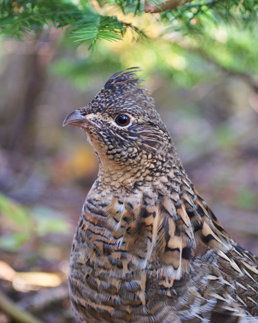 Nature-Portrait_of_a_Partridge
