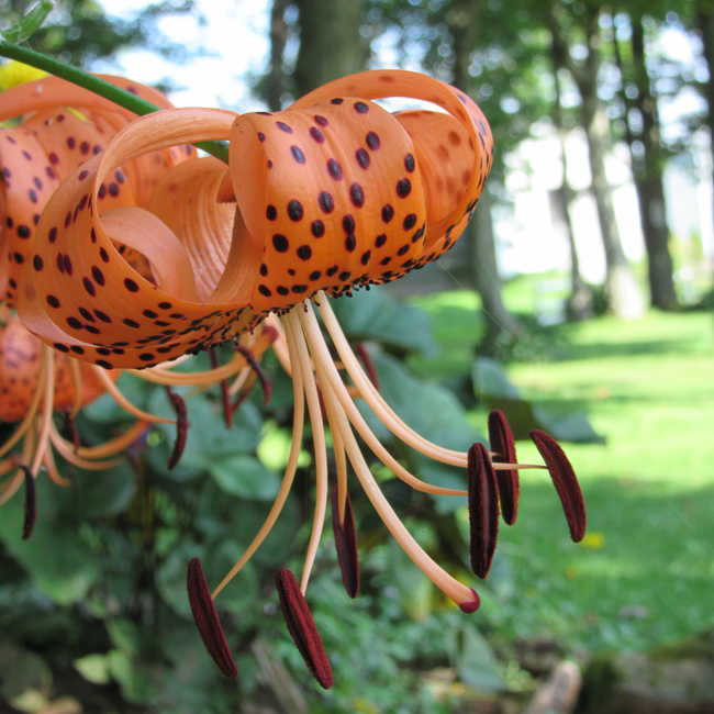 Nature-Turk_s_Cap-Lily
