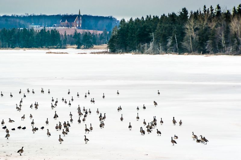 Churches-Flocking_to_St._Joachim
