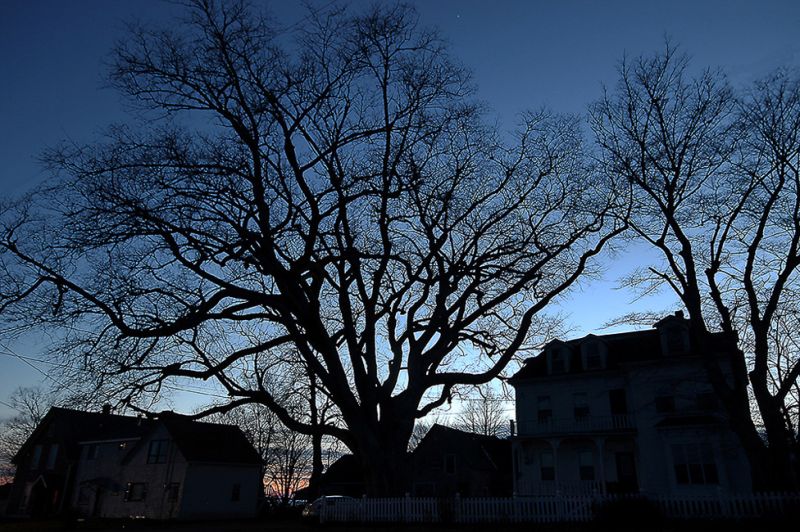 Long_Exposure-Old_as_a_Tree
