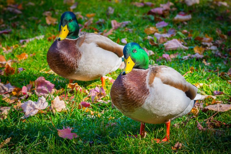 Nature-Duck_Brothers
