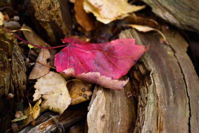 Nature-Flowers_of_the_Fall_Forest
