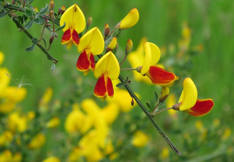 Nature-Nature_s_Blossoms
