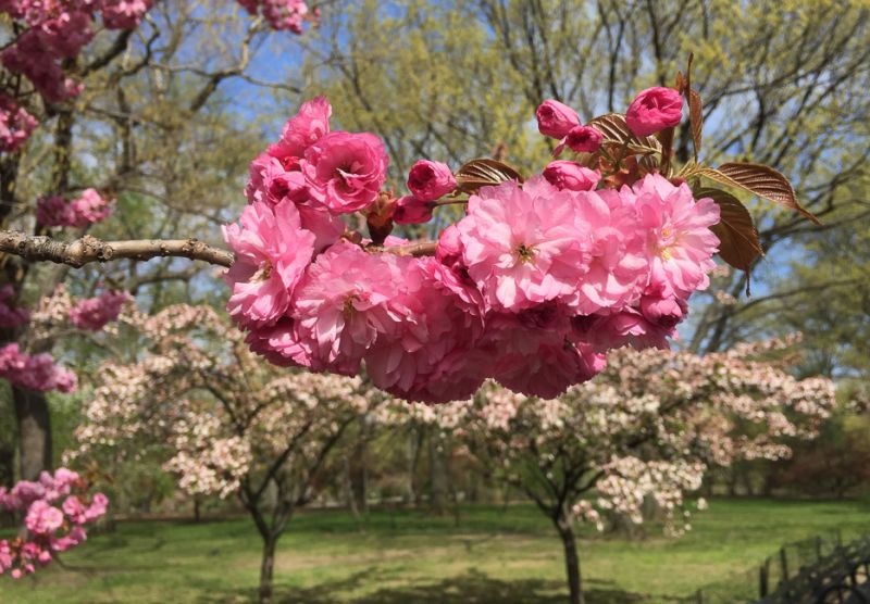 Pink-Spring_in_Central_Park
