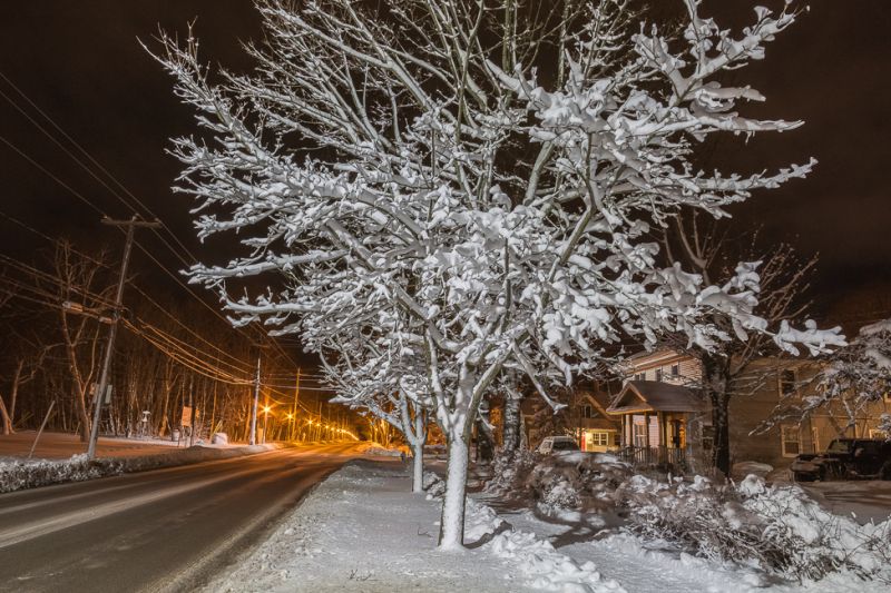 Winter-Tree_Blanket
