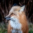 Nature-Mr__Fox.jpg