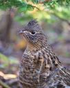 Nature-Portrait_of_a_Partridge.jpg