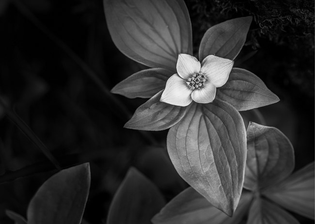 Macro_Creeping_Dogwood_Bubbling_Springs
