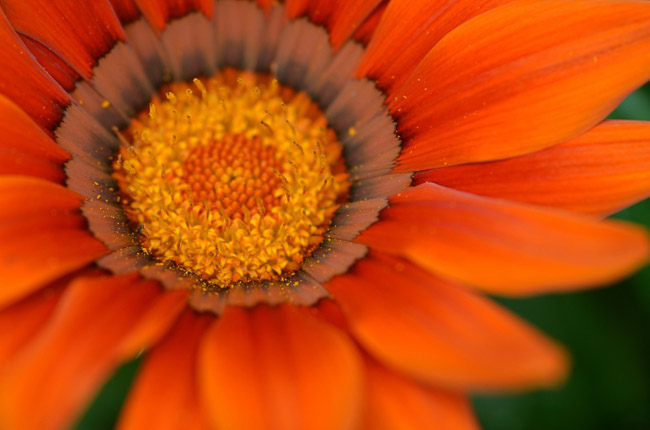 Macro_Daisy_a_Day
