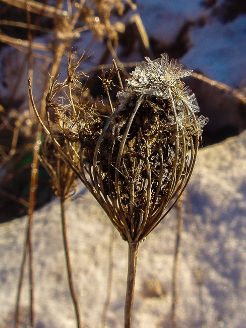 Macro_Iced_Bonnet
