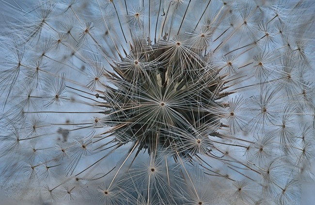 Macro_Priests_Head_Blue
