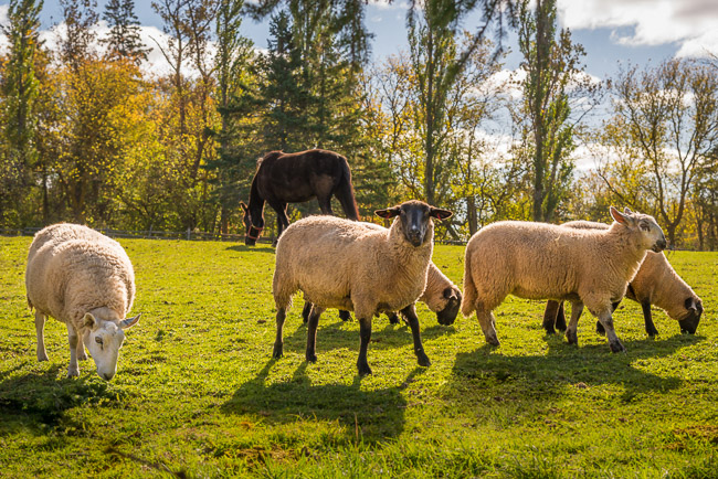 Nature_Peaceful_Pasture
