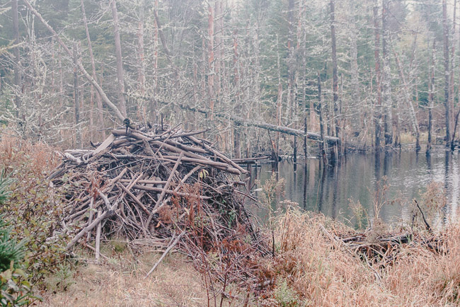 Nature_art_of_a_beaver
