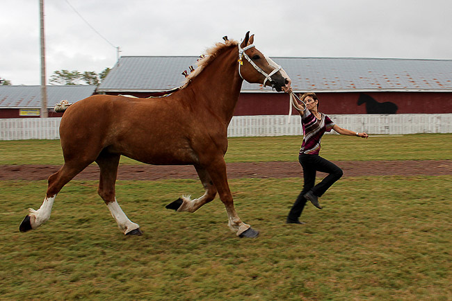 PhotographersChoice_Trotters
