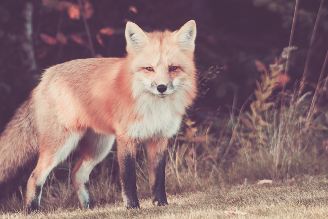 PhotographersChoice_inquiring_fox
